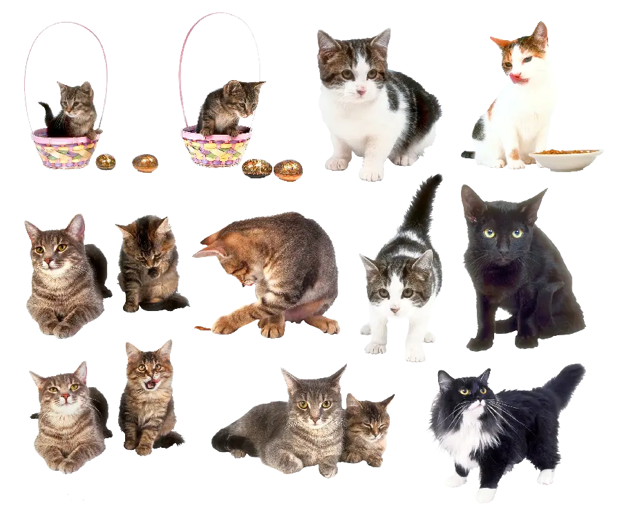 PNG photo of real cats in a frame with 4K quality