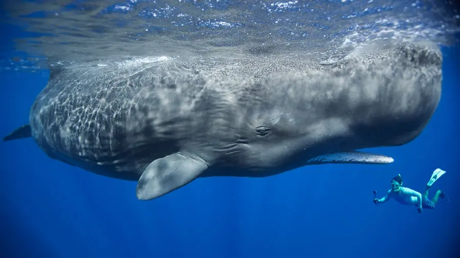 Humpback sperm whale background near the ocean surface