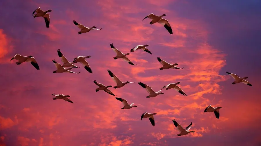 Background Image of Flying Birds for Printing on Posters and Signs