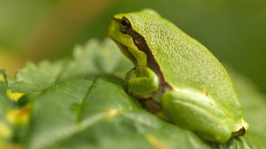 Background photo for printing signs in pet shops of tree frogs