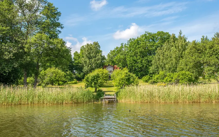 Download simple photo of lush nature by the village lake 