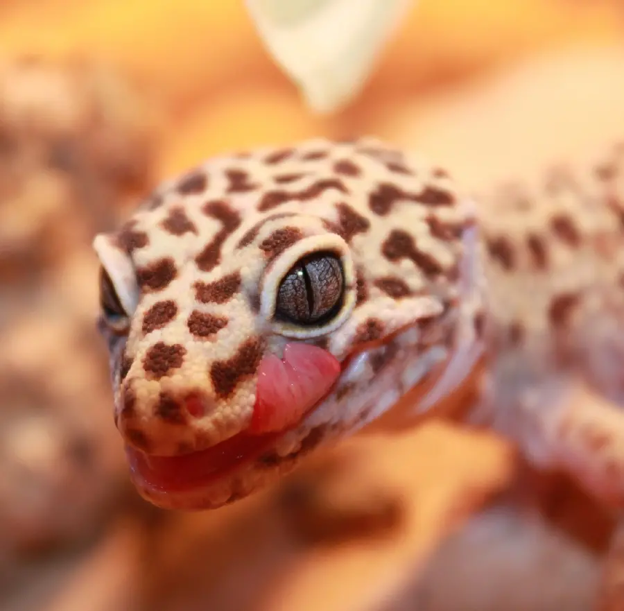 Profile photo of leopard gecko for veterinarians' profiles