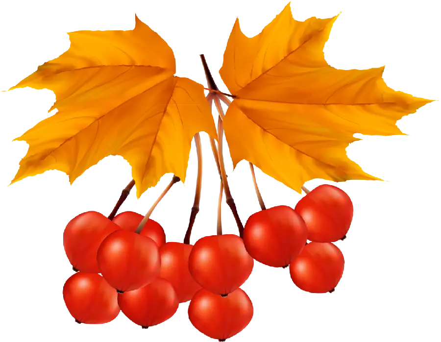 Simple png image of yellow and orange autumn leaves design 