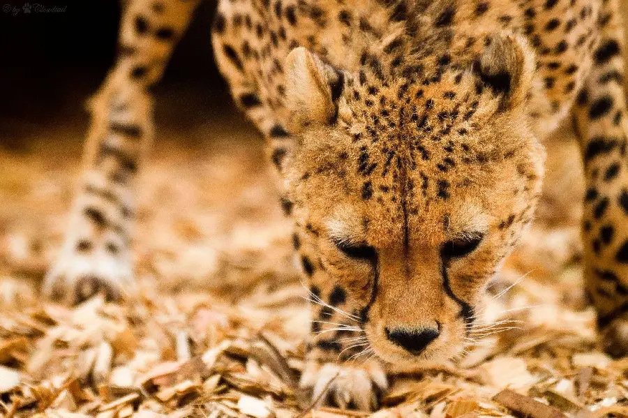 High Quality Cheetah Family Background