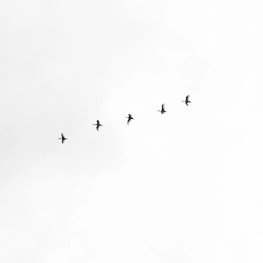 Wallpaper for tablets with an attractive design of birds in the minimalist sky