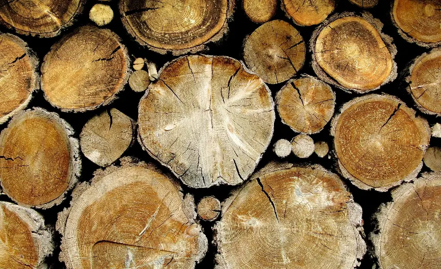 Download high quality wallpaper of tree trunks in large numbers