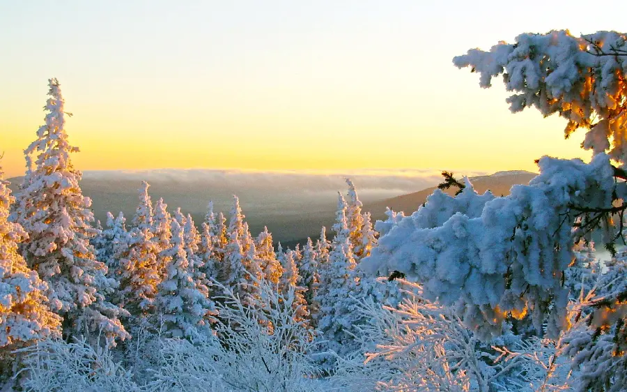 Download a wonderful picture of snowy trees in the beautiful winter season 