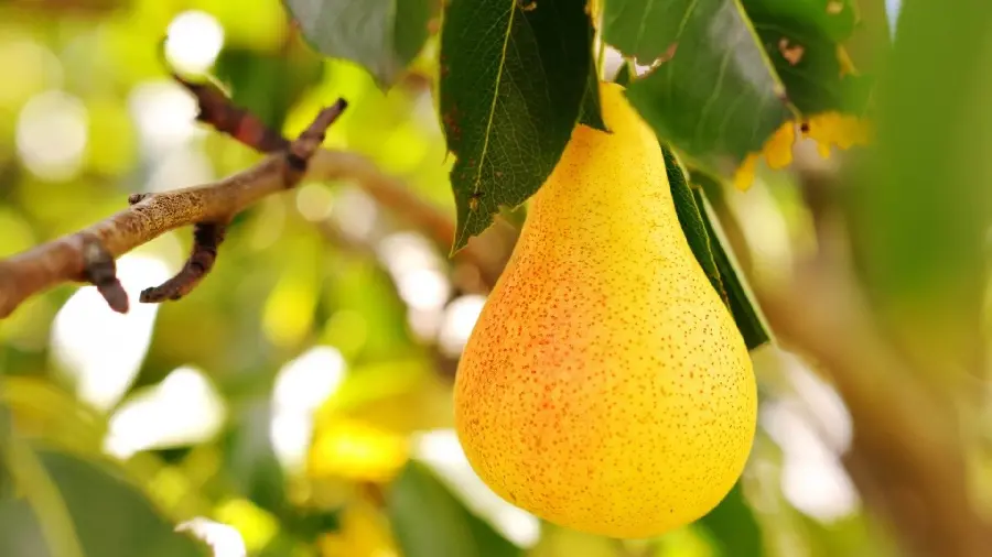 Stock Photo of Pear Tree for Story Pages Making Fruit Jam