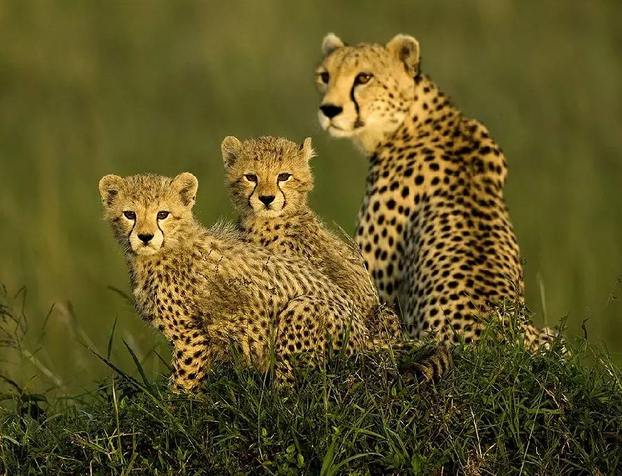 Stock of a cheetah family for printing on a poster