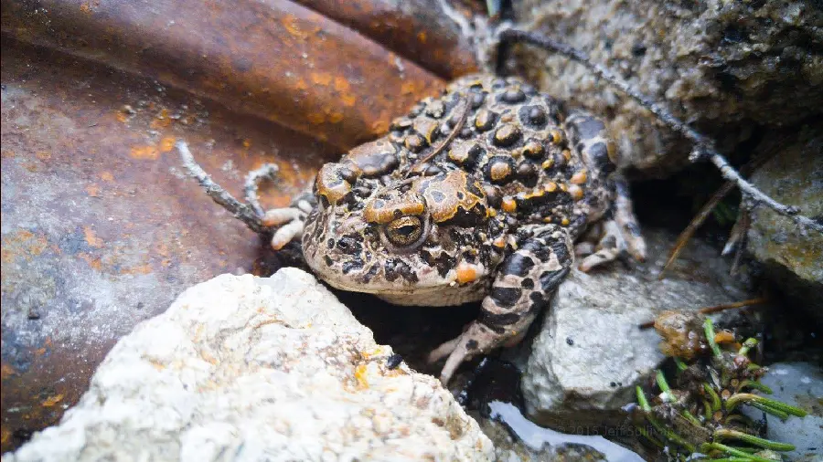 Woodhouse Toad - Grand Canyon National Park (United States National Park)