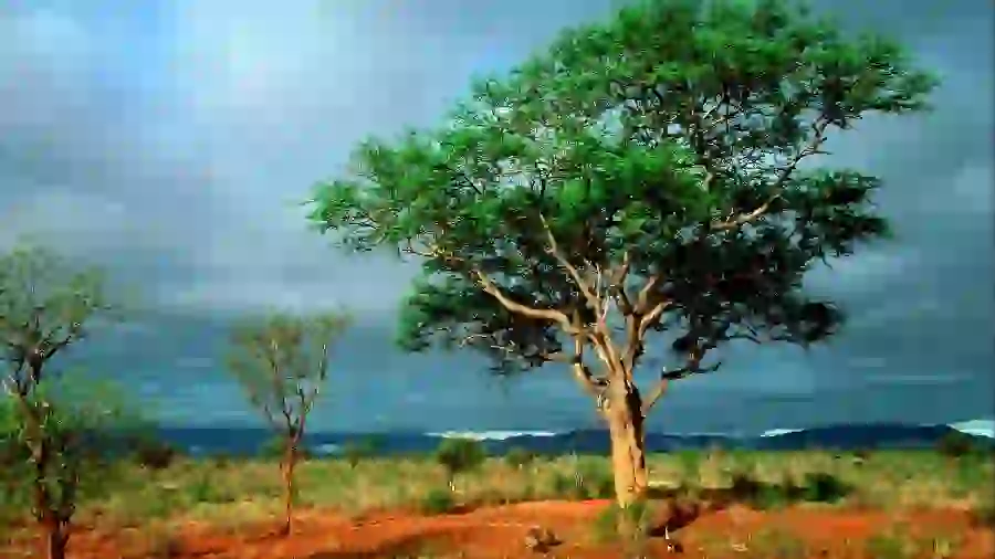 Stock in pleasant quality and with professional photography suitable for background 