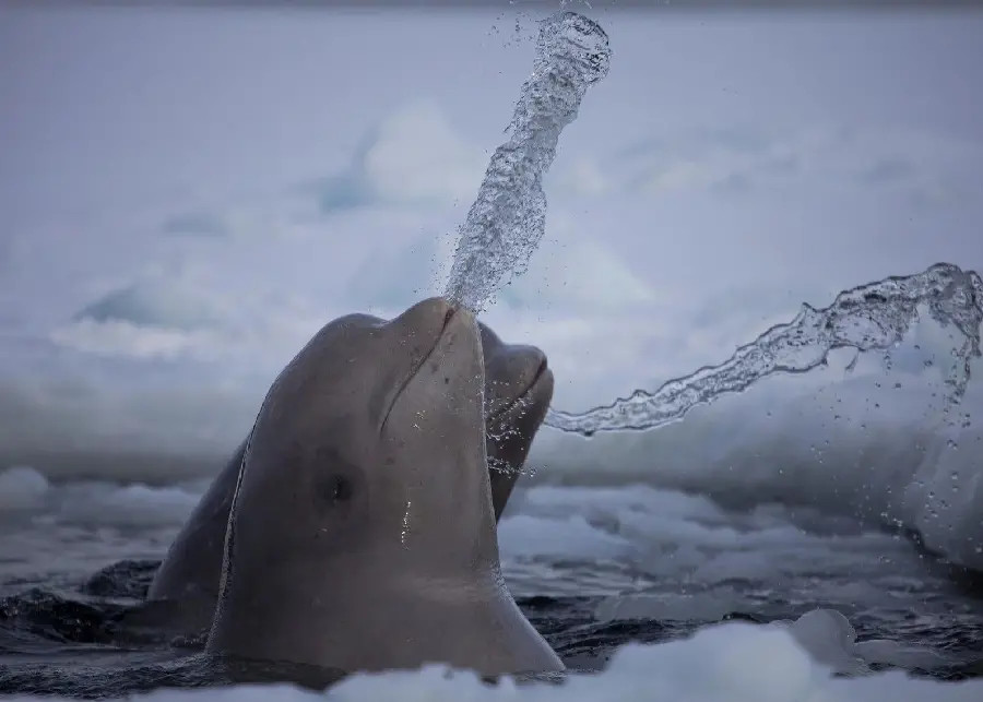 Very interesting and spectacular stock of Beluga whales for oxygen On the water surface