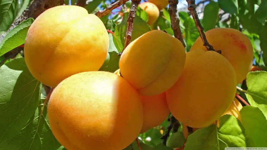 Gardeners Stock Photo of Quality Fruit on Tree