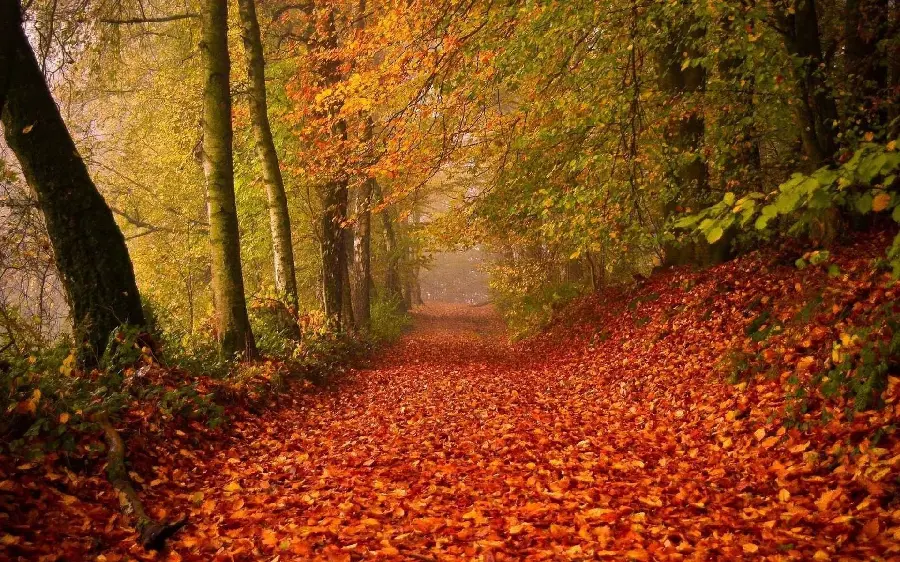 A beautiful wallpaper of autumn yellow and orange dry leaves on the forest floor
