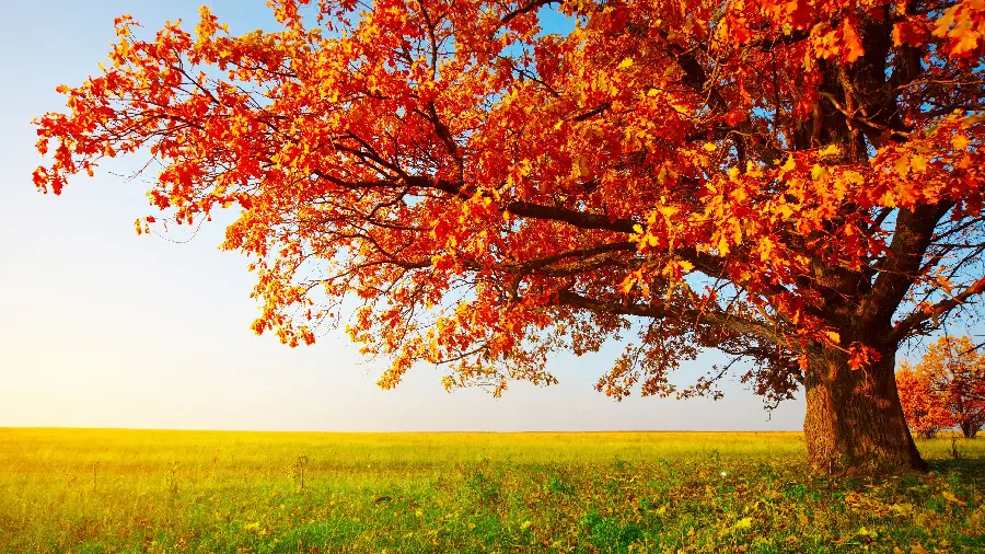Red autumn withered leaves on a lonely oak tree