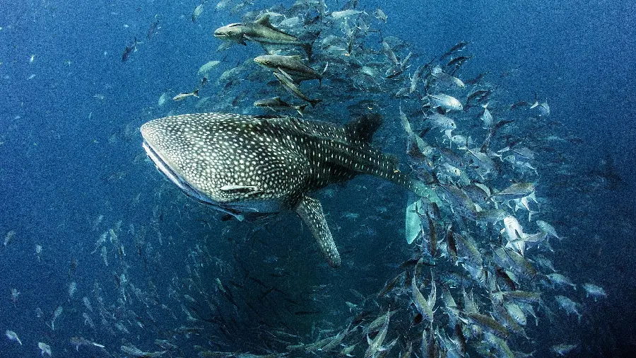 Download a photo of a whale shark or whale shark for advertising 