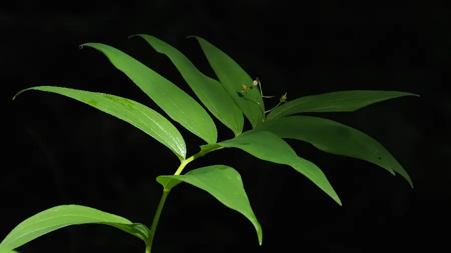 Download dark background of 4k plant design for computer and laptop 