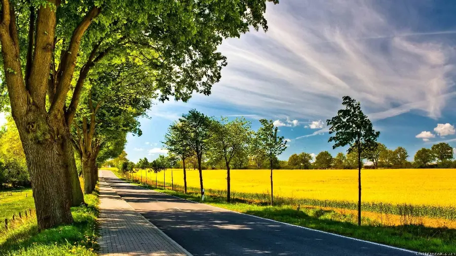 The best background of the landscape of trees and the dream road