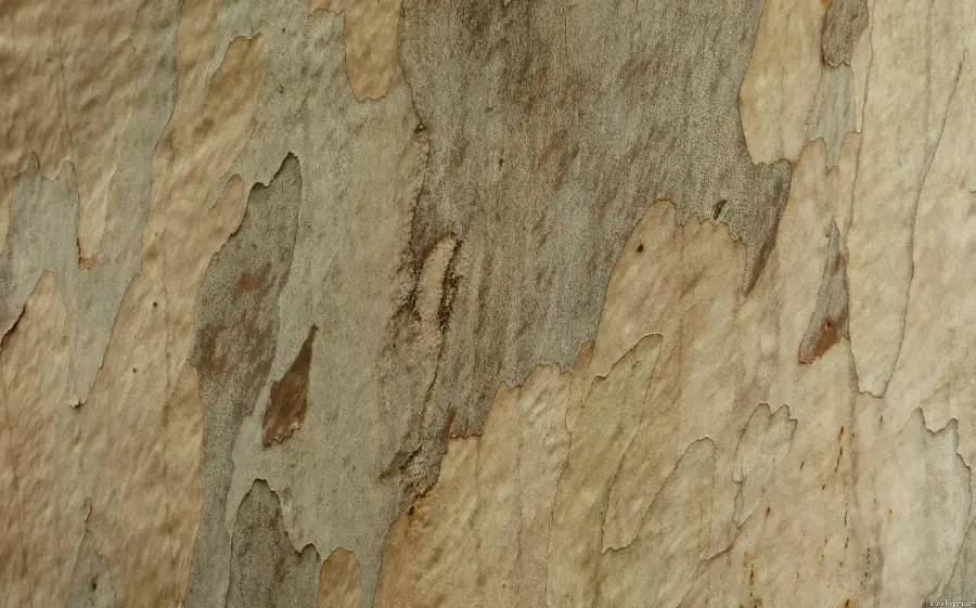 High quality one-dimensional texture of delicate and cream-colored tree bark 