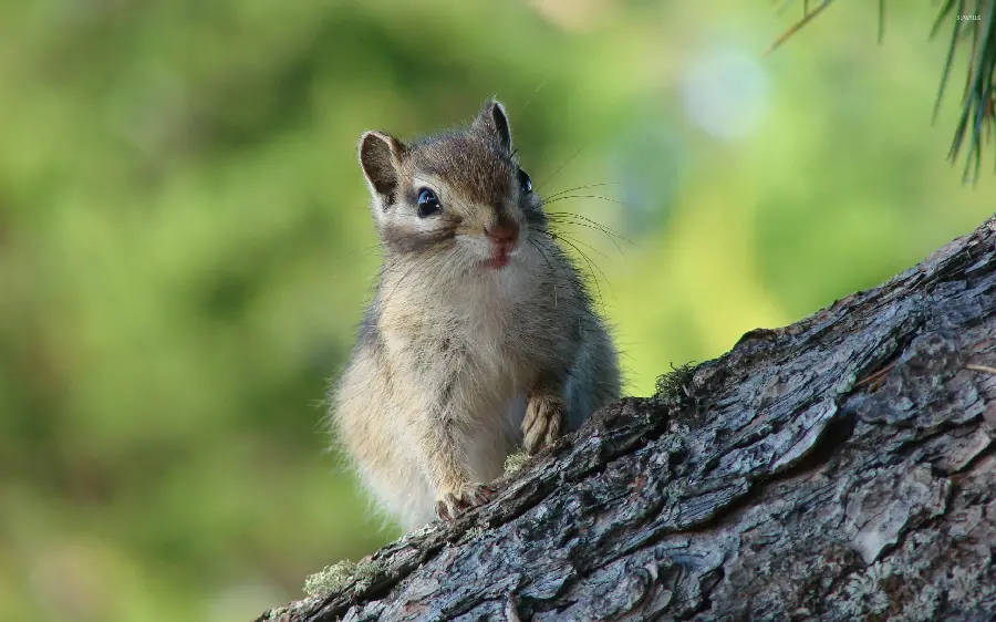 A very beautiful photo of a squirrel for printing signs in animal shelters