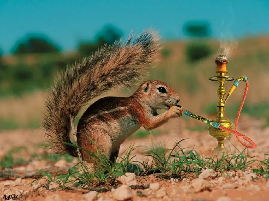 Wallpaper of a photoshopped squirrel that looks like it's smoking a hookah
