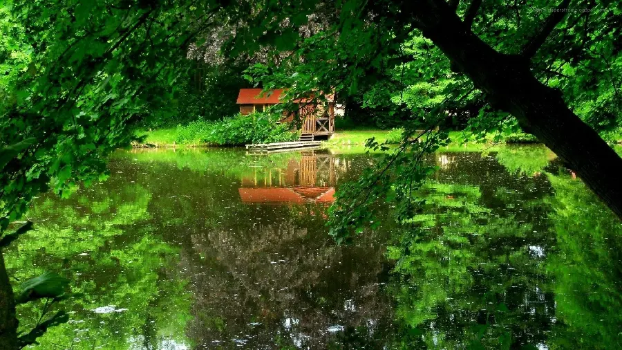 Download simple and no-effects background image for all types of phones Congo forest design 