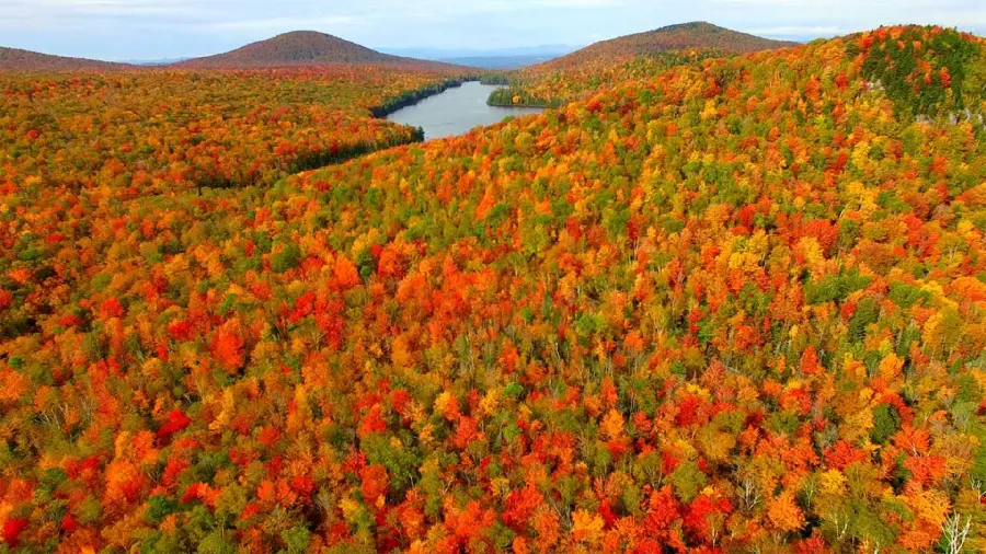 The latest autumn background design of beautiful orange and yellow trees 