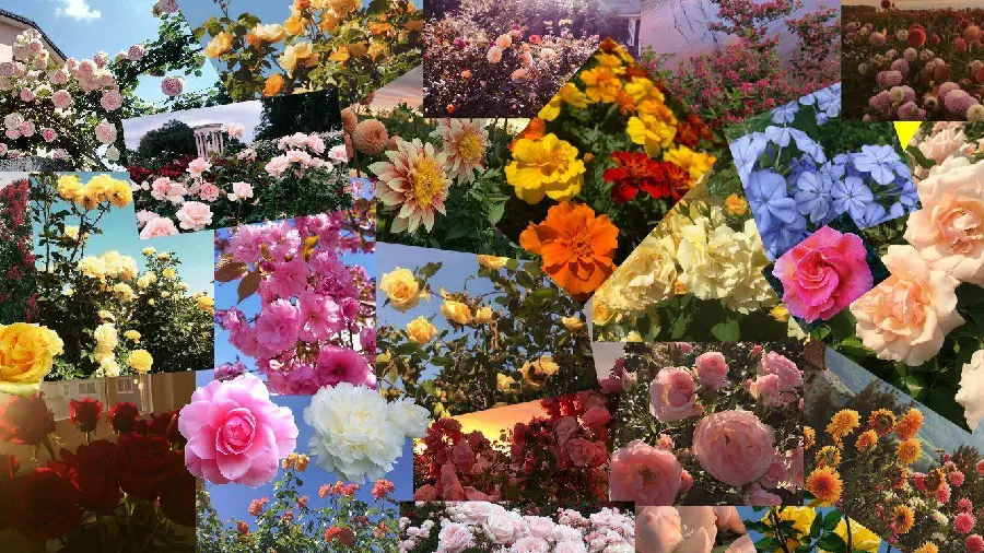 Download photo collage and multiple pieces of the most beautiful rare and unique flowers