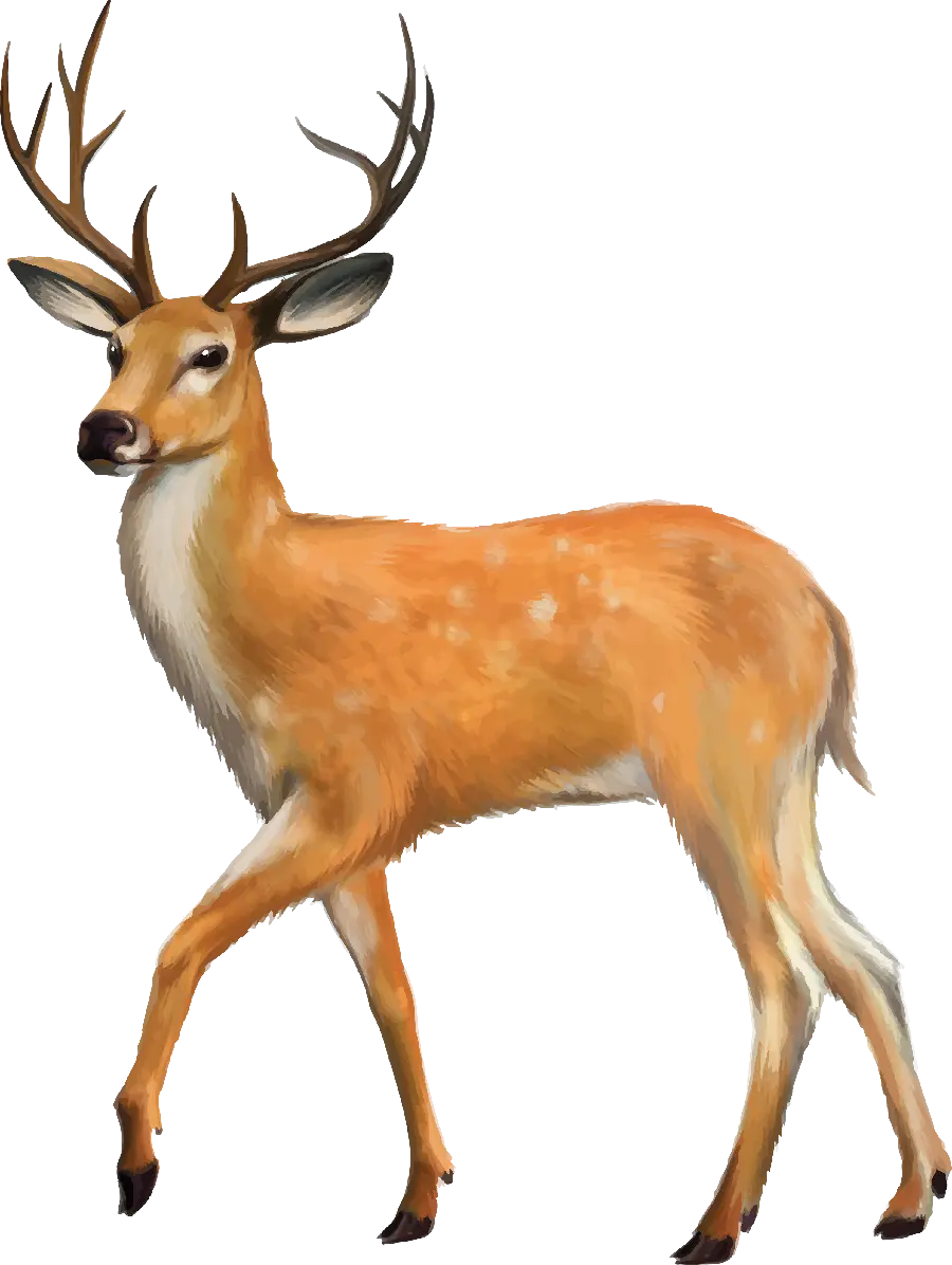 Download PNG image of a real and wild deer, teleported and without a beautiful background