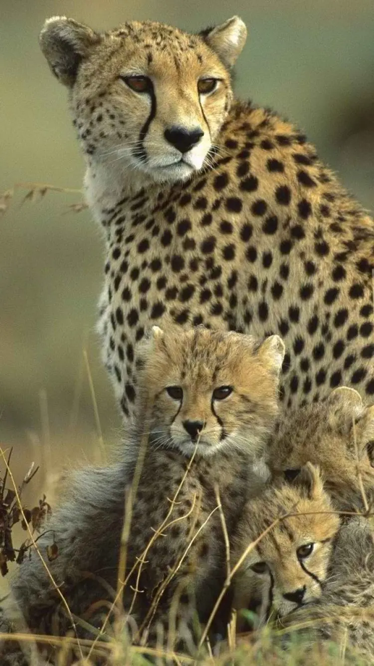 Background photo of a small family of cheetahs for the mobile screen 