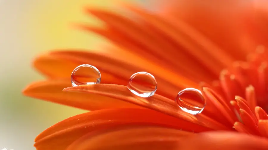 Moving raindrops on slippery surface of orange flower petals wallpaper