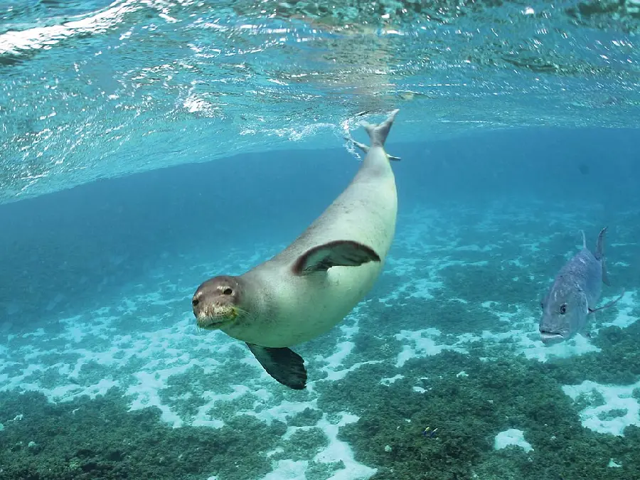 Beautiful profile picture of a seal swimming underwater