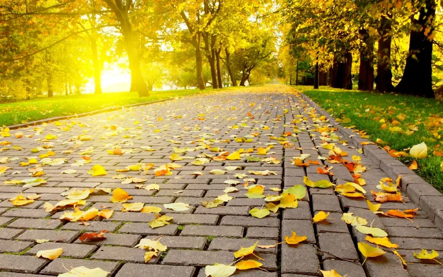 Background of love walking on dry leaves in the autumn forest park 