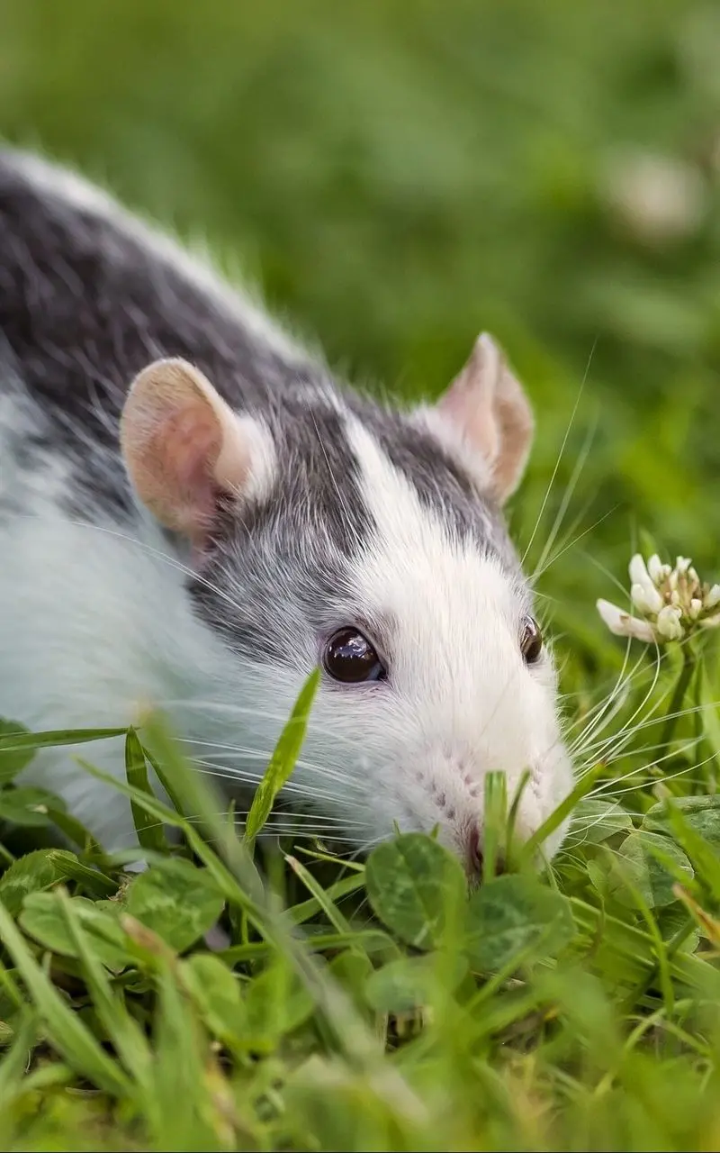 The world's cutest mouse and hamster in nature for your Telegram and WhatsApp profile picture 