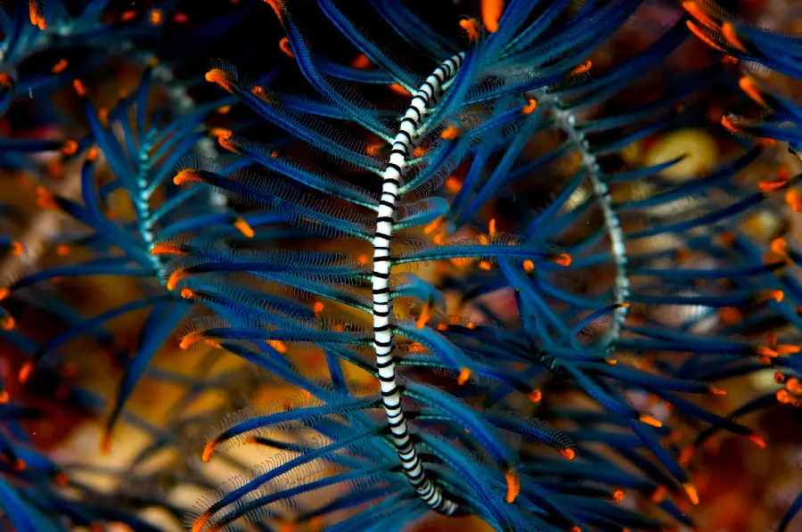 Photo of Tropical Coral Sea Underwater with Anemones and Scleractinian Mushroom Coral