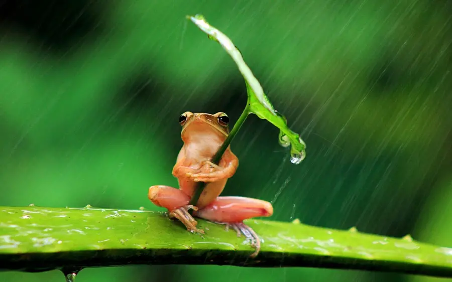 Funny picture of a little frog with a leaf umbrella under the rain 