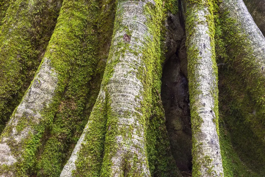 Amazing old tree trunk covered with moss wallpaper