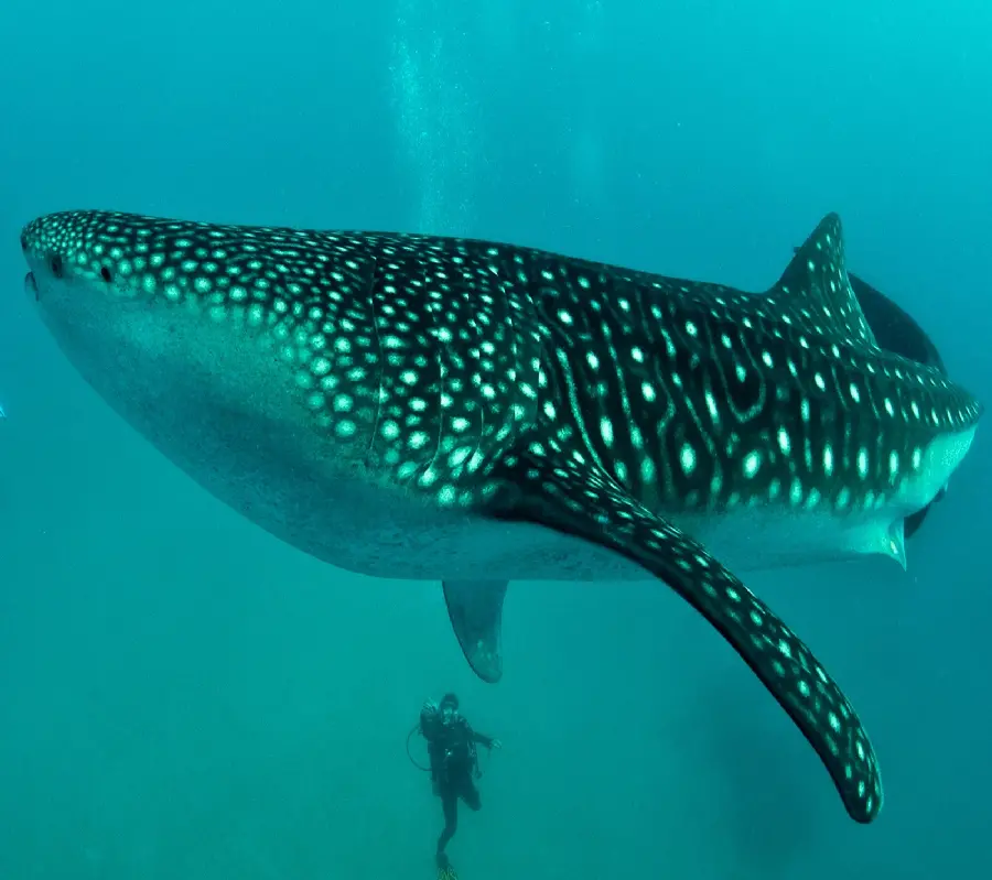 Whale shark or whale shark is the strangest animal discovered in the deep sea 