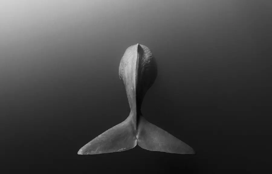 Stock photo of a sperm whale or sperm, the largest toothed whale in the depths of the submarine