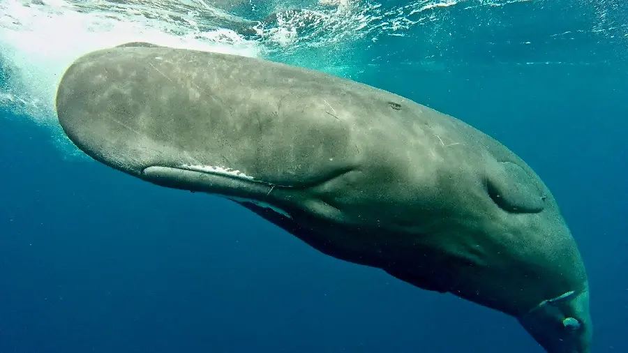 Black-brown sperm whale wallpaper above the sea surface