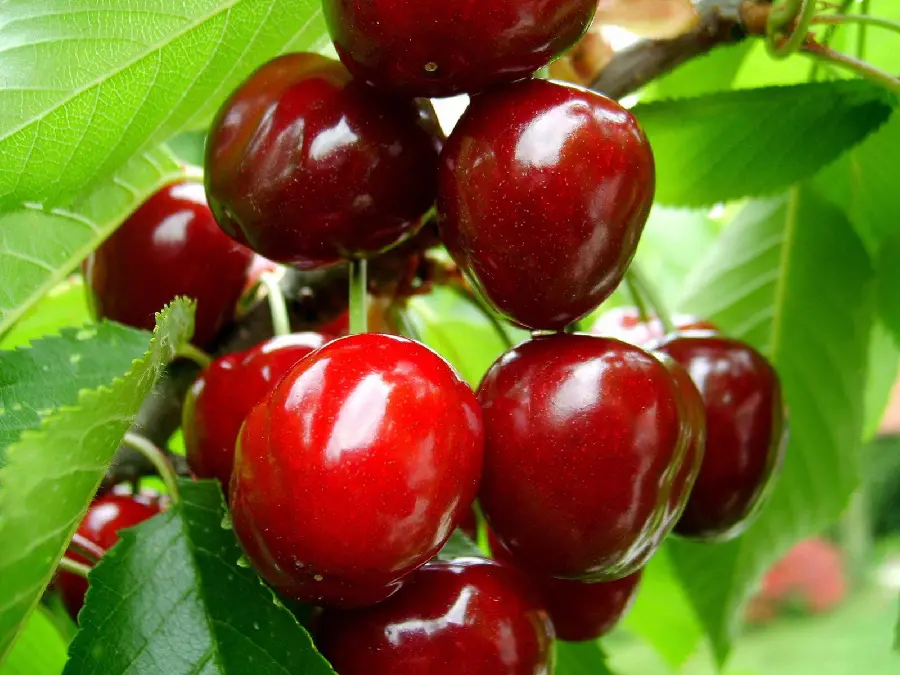 Stock photo of cherry fruit on a tree for printing on a jam jar