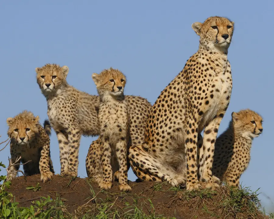 Download high-quality and beautiful photo of a cheetah family together