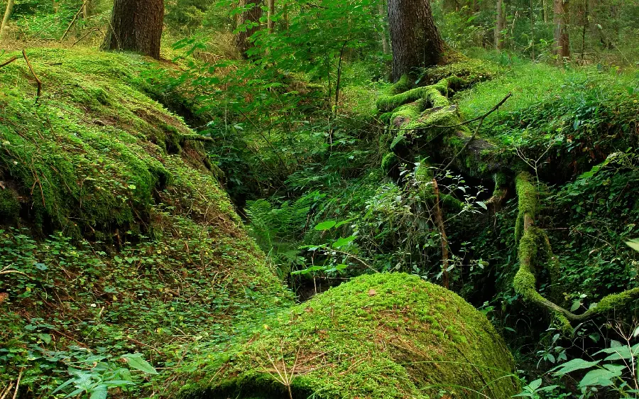 High-quality and free green forest wallpaper suitable for all types of phones 
