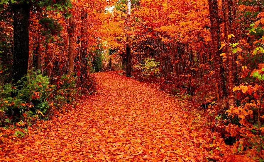 The most beautiful autumn stock of the forest and falling leaves
