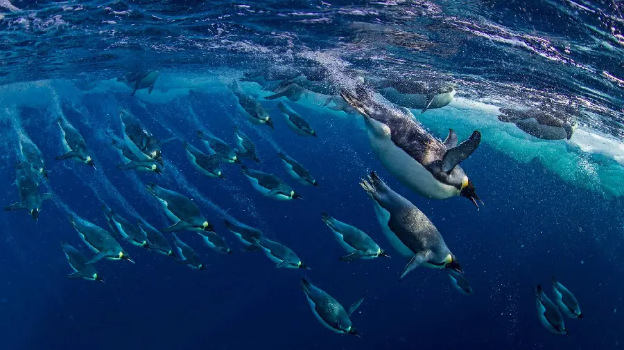 Download swimming penguin wallpaper for desktop 