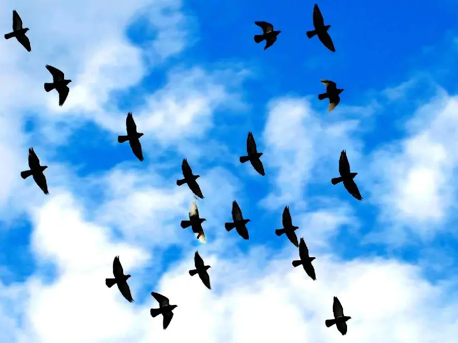 A spectacular background of a group of wild and free birds flying