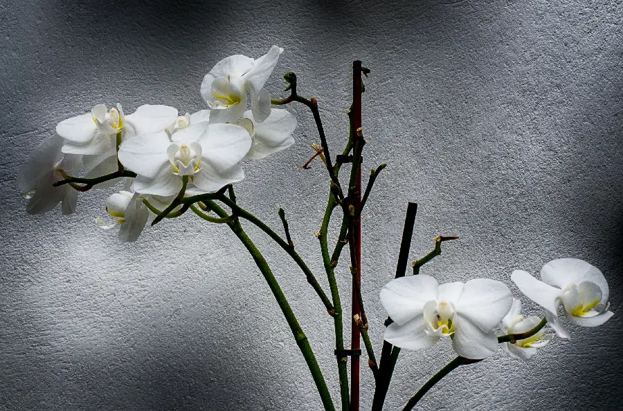 Very beautiful and classy stock of white orchid flowers 