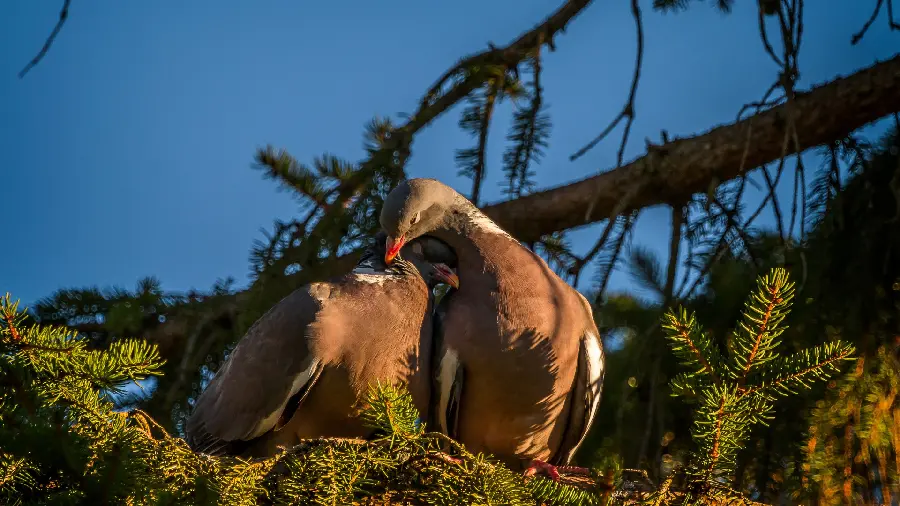 Love Pigeons Stock Image HD for Download Computer Backgrounds 
