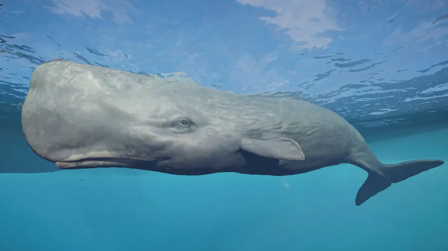 Background of sperm whale with a large square head and a very narrow lower jaw