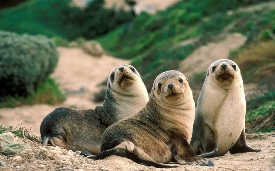 Cute wallpaper of three seals together looking at the camera